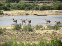 Krüger Nationalpark Wasserbock &ndash; &copy; Sandra Mahr (Eberhardt TRAVEL)