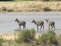 Krüger Nationalpark Wasserbock &ndash; &copy; Sandra Mahr (Eberhardt TRAVEL)