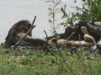 Krüger Nationalpark löwe &ndash; &copy; Sandra Mahr (Eberhardt TRAVEL)