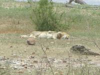 Krüger Nationalpark Löwe &ndash; &copy; Sandra Mahr (Eberhardt TRAVEL)