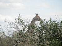 Krüger Nationalpark Giraffe &ndash; &copy; Sandra Mahr (Eberhardt TRAVEL)