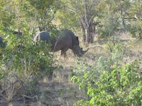 Krüger Nationalpark Nashorn &ndash; &copy; Sandra Mahr (Eberhardt TRAVEL)