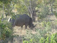 Krüger Nationalpark Nashorn &ndash; &copy; Sandra Mahr (Eberhardt TRAVEL)