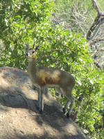 Krüger Nationalpark Klippspringer &ndash; &copy; Sandra Mahr (Eberhardt TRAVEL)