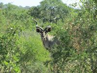 Krüger Nationalpark Kudu &ndash; &copy; Sandra Mahr (Eberhardt TRAVEL)