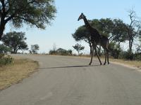 Krüger Nationalpark Giraffe &ndash; &copy; Sandra Mahr (Eberhardt TRAVEL)
