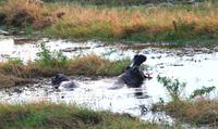 Chobe NP - Hippos &ndash; &copy; Annett Müller (Eberhardt TRAVEL)