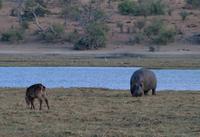 Chobe NP - Hippo mit Wasserbock &ndash; &copy; Annett Müller (Eberhardt TRAVEL)