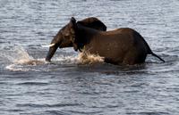 Chobe NP - Olifants Bath &ndash; &copy; Annett Müller (Eberhardt TRAVEL)