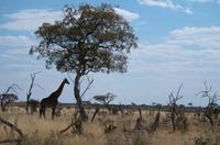 Unterwegs in Savute &ndash; &copy; Annett Müller (Eberhardt TRAVEL)