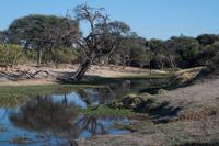 Khwai River &ndash; &copy; Annett Müller (Eberhardt TRAVEL)