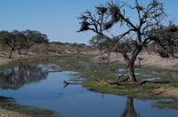 Khwai River &ndash; &copy; Annett Müller (Eberhardt TRAVEL)