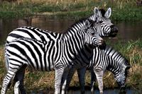 Zebrastreifen &ndash; &copy; Annett Müller (Eberhardt TRAVEL)