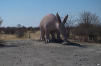 hier das Erdferkel dazu &ndash; &copy; Annett Müller (Eberhardt TRAVEL)