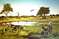 Painted Dog Conservation - Projekt zum Schutz der Wildhunde &ndash; &copy; Annett Müller (Eberhardt TRAVEL)