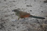 Coucal Kuckuck &ndash; &copy; Hubert Lücker (Eberhardt TRAVEL)