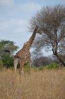 giraffe &ndash; &copy; Hubert Lücker (Eberhardt TRAVEL)