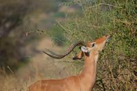 impala antilope &ndash; &copy; Hubert Lücker (Eberhardt TRAVEL)