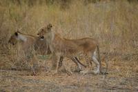 Löwen jungtiere Tarangire NP &ndash; &copy; Hubert Lücker (Eberhardt TRAVEL)