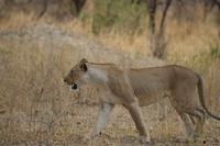 Löwin Tarangire NP &ndash; &copy; Hubert Lücker (Eberhardt TRAVEL)