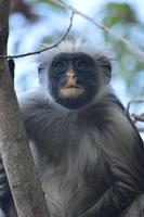 sansibar roter colobus &ndash; &copy; Hubert Lücker (Eberhardt TRAVEL)