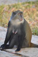 sansibar sykes meerkatze &ndash; &copy; Hubert Lücker (Eberhardt TRAVEL)
