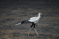 sekretär &ndash; &copy; Hubert Lücker (Eberhardt TRAVEL)