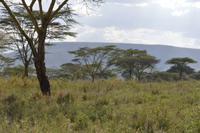 serengeti &ndash; &copy; Hubert Lücker (Eberhardt TRAVEL)