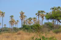 Tarangire NP &ndash; &copy; Hubert Lücker (Eberhardt TRAVEL)