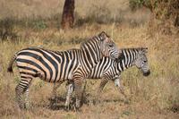 zebras &ndash; &copy; Hubert Lücker (Eberhardt TRAVEL)
