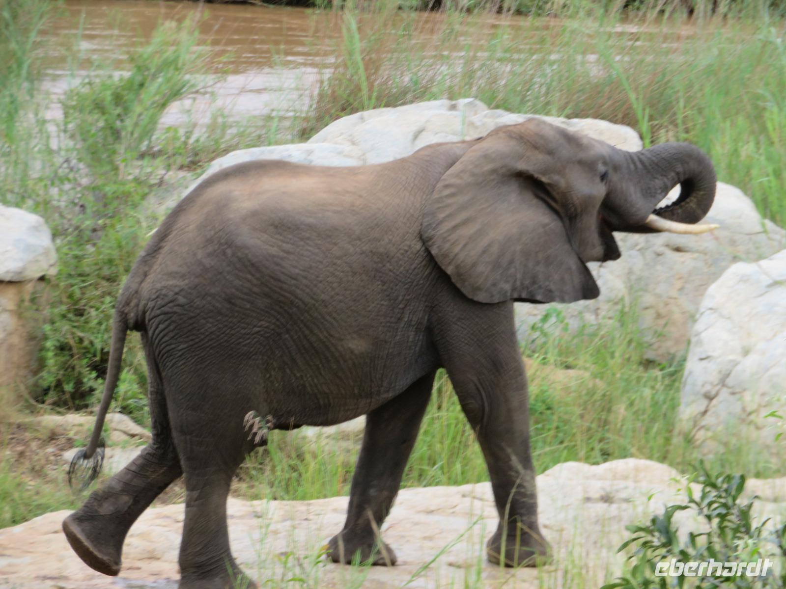Krüger NP Elefant &ndash; &copy; Kathrin Mickan (Eberhardt TRAVEL)