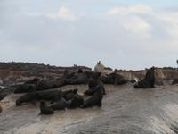 Robbeninsel &ndash; &copy; Kathrin Mickan (Eberhardt TRAVEL)
