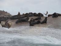Robbeninsel &ndash; &copy; Kathrin Mickan (Eberhardt TRAVEL)