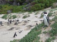 Pinguin Kolonie &ndash; &copy; Kathrin Mickan (Eberhardt TRAVEL)