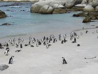 Boulders Beach &ndash; &copy; Kathrin Mickan (Eberhardt TRAVEL)