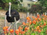 Swartberg Country Manor Strauss &ndash; &copy; Kathrin Mickan (Eberhardt TRAVEL)