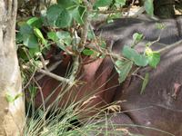 Hippos &ndash; &copy; Kathrin Mickan (Eberhardt TRAVEL)