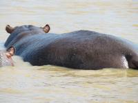 dicker Hippo Pops &ndash; &copy; Kathrin Mickan (Eberhardt TRAVEL)