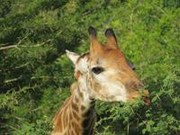 Umfolozi Giraffe &ndash; &copy; Kathrin Mickan (Eberhardt TRAVEL)