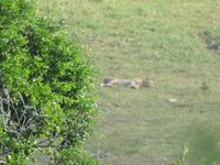 Umfolozi Löwe &ndash; &copy; Kathrin Mickan (Eberhardt TRAVEL)