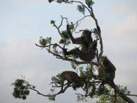 Umfolozi Affenbaum &ndash; &copy; Kathrin Mickan (Eberhardt TRAVEL)