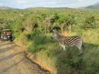 Umfolozi NP Zebra und Jeep &ndash; &copy; Kathrin Mickan (Eberhardt TRAVEL)
