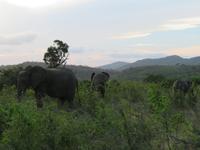 Umfolozi Elefanten