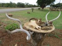 Swaziland &ndash; &copy; Kathrin Mickan (Eberhardt TRAVEL)