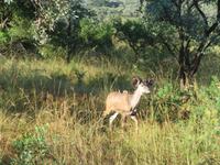 Krüger NP &ndash; &copy; Kathrin Mickan (Eberhardt TRAVEL)
