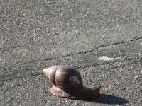 Krüger NP Schnecke &ndash; &copy; Kathrin Mickan (Eberhardt TRAVEL)