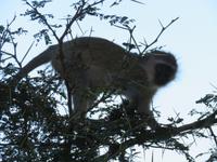 Krüger NP &ndash; &copy; Kathrin Mickan (Eberhardt TRAVEL)