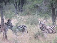 Krüger NP &ndash; &copy; Kathrin Mickan (Eberhardt TRAVEL)