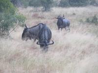 Krüger NP &ndash; &copy; Kathrin Mickan (Eberhardt TRAVEL)