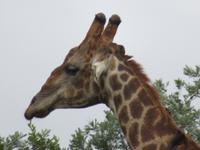 Krüger NP &ndash; &copy; Kathrin Mickan (Eberhardt TRAVEL)